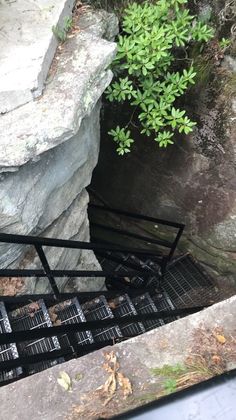 there is a black metal staircase going up the side of a rock face with trees growing out of it