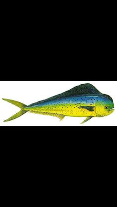 a blue and yellow fish on a white background