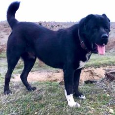 a large black and white dog standing on top of a grass covered field with its tongue hanging out