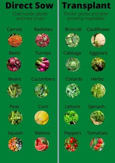 the different types of vegetables are shown in this chart, which shows what they look like