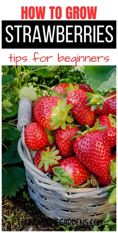 strawberries in a basket with the title how to grow strawberries tips for beginners