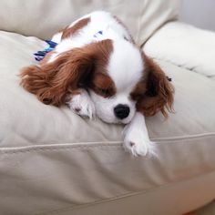 a small brown and white dog laying on top of a couch