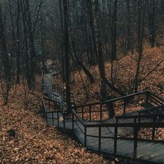 a set of stairs in the woods with leaves on the ground and trees around it