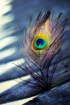 a peacock feather is shown in this artistic photo