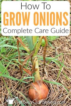 an onion growing in the ground with text overlay reading how to grow onions complete care guide