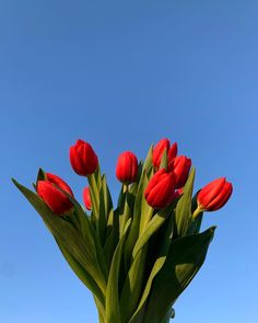 red tulips are in a clear vase against a blue sky