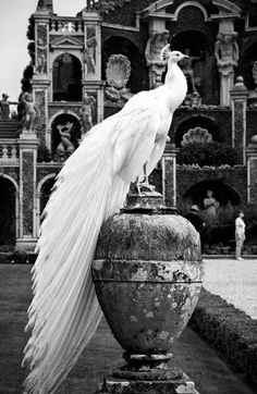 black and white photograph of a peacock standing on a urn in front of an ornate building