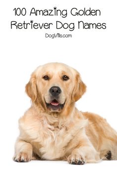 On the hunt for some clever Golden Retriever dog namesThen you'll love our listCheck out 100 adorable ideas that we love Golden Retriever Names Male, Golden Retriever Dog Names, Labrador Retriever Names, Golden Retriever Puppy Training, Adoption Tips, Pets Wallpaper, Golden Retriever Names