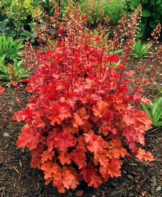 red and orange flowers in the middle of a garden