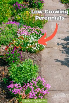 the garden path is lined with purple and white flowers, which are starting to grow