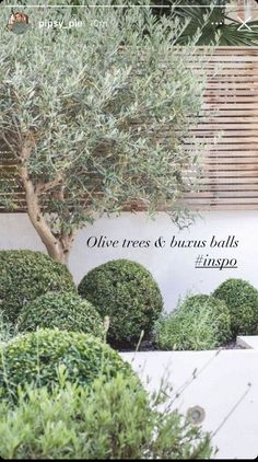 there is a tree and bushes in front of the sign that says, olive trees & bursus balls inside