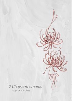 two red flowers on a white background with the words 2 crypanthemmus