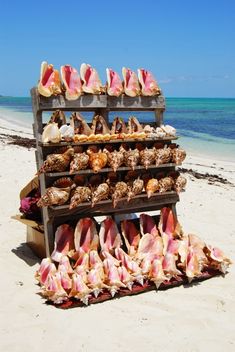 several seashells are arranged on a wooden stand at the beach near the ocean