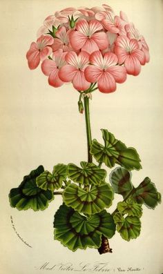 an illustration of pink flowers with green leaves