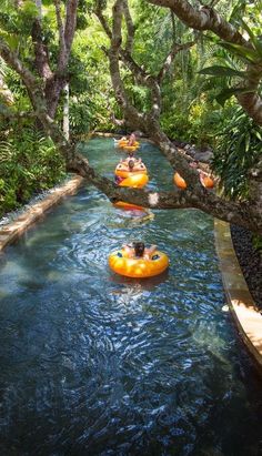 several people are tubling down a river in an area with trees and plants on either side