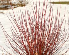 a red bush in the middle of snow covered ground with grass growing out of it