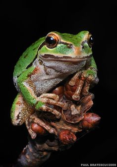 a green frog sitting on top of a tree branch