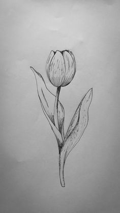 a pencil drawing of a single flower