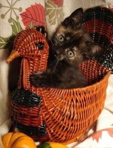 a cat sitting in a basket on top of a couch next to pumpkins and leaves