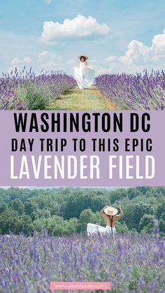 the washington dc day trip to this epic lavender field