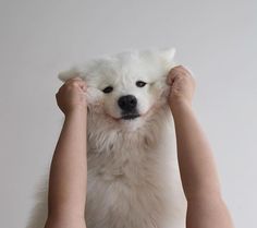 a small white dog being petted by a person's hands on a white background