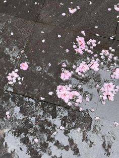 pink flowers are floating on the ground next to puddles of water and sidewalk tiles