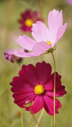 three pink flowers with yellow centers in a field