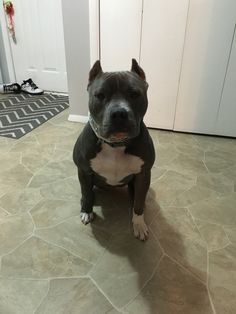 a black and white dog sitting on top of a tile floor next to a door