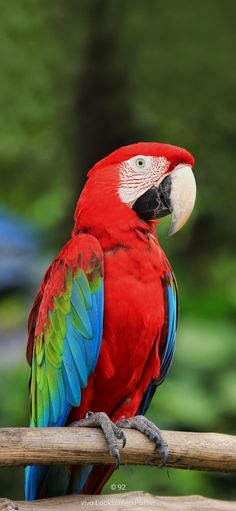 a red parrot sitting on top of a wooden branch