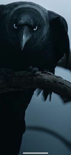 a black bird sitting on top of a tree branch with the caption's name below it