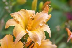 yellow flowers with green leaves in the background