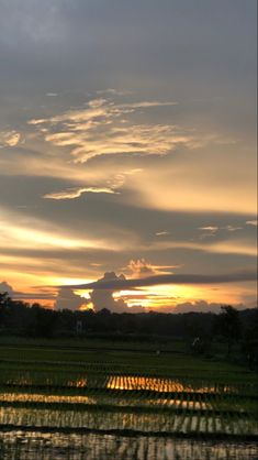 the sun is setting over a rice field