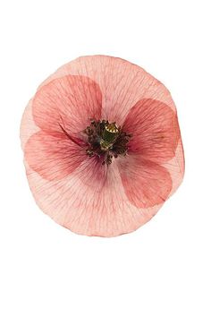 an overhead view of a pink flower on a white background