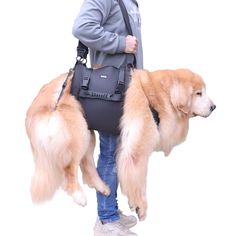 a man carrying two large dogs on his back