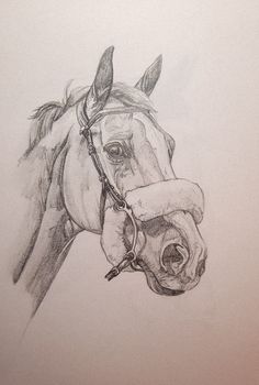 a pencil drawing of a horse's head with a bridle on it