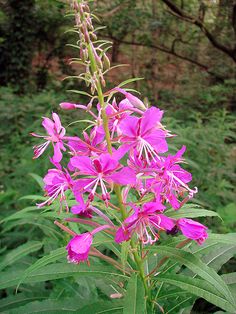 purple flowers are blooming in the forest