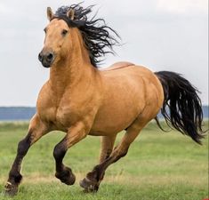 a brown horse running across a lush green field with sky in the backgroud