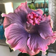 a large purple flower sitting on top of a green plant in a vase next to a mirror