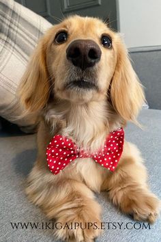 a small dog wearing a red bow tie