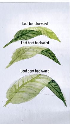 three different types of leaves are shown in this image, with the words leaf bent forward and left bent backward