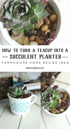 how to turn a teacup into a succulent planter