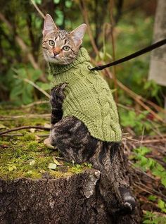 a cat wearing a green sweater sitting on top of a tree stump