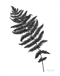 a black and white photo of a fern leaf