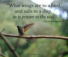 a hummingbird sitting on top of a tree branch with a quote about what wings are to a bird, and sails to a ship, so is prayer to the soul