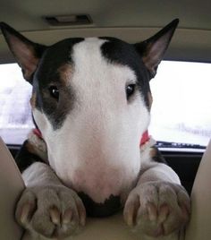 a dog sitting in the back seat of a car