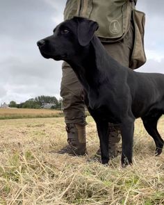 a black dog standing on top of a dry grass field next to a person wearing boots