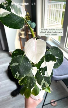 there is a plant with white and green leaves in the palm of someone's hand