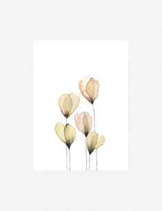 three watercolor flowers on a white background