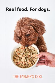 a dog eating out of a bowl with the caption real food for dogs the farmer's dog