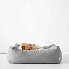 a brown and white dog laying on top of a gray pillow